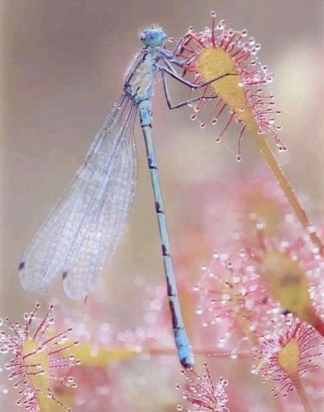 Damselfly.  Photographer unknown. Dragonfly Images, Dragonfly Photos, Dragon Flys, Gossamer Wings, Tiny Dragon, Lady Bugs, Bugs And Insects, Organic Form, Pictures To Paint