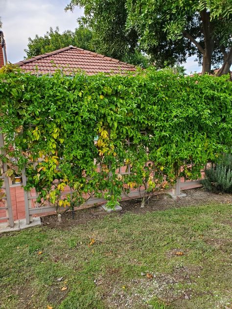 Garden Plants Ideas, Passionfruit Vine, Passion Fruit Plant, Garden Front Of House, Backyard Flowers Garden, Vine Trellis, Privacy Landscaping, Courtyard Gardens Design, Plants Ideas