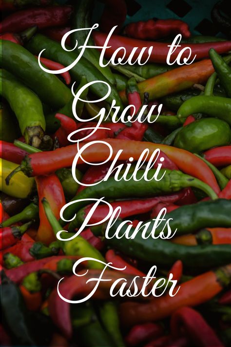 #gardenbagan presents #how-to-grow-chili-pepper-plants-faster-from-seeds . In this post, you will learn some easy and effective methods to #grow-chillis faster with #seeds. Learn everything about chili and #peppers from seeds to fruits. Follow me and keep reading. #gardenupdates #gardentips #chiligardening #growpepper #containergardening #Chilliseeds #seedgermination #seedlingtransplantation #vegetablegardening #easytogrowvegetables #summervegetables Grow Chilli Plants, Growing Chillies From Seed, Chilli Tree, Chili Pequin, Growing Chillies, Chili Plant, Chili Pepper Plant, Salsa Garden, Smoked Chili