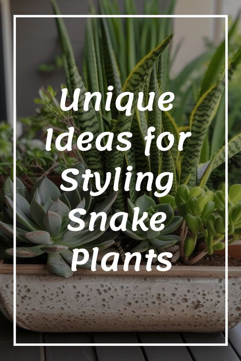 Snake plants have become a favorite among plant lovers worldwide, earning their well-deserved reputation as beloved indoor plants. Their allure is undeniable, making it no surprise why they have captured the hearts of many. Uncover the captivating magic of snake plants and add a dash of enchantment to your living space. Snake Plant Potting Ideas, Snake Plant Succulent Arrangement, Snake Plant Styling, Snake Plant Garden Ideas, Snake Plant Display, Best Pot For Snake Plant, Snake Plant Landscaping Ideas, Snake Plant Decor Ideas Living Rooms, Snake Plant Arrangement Indoor