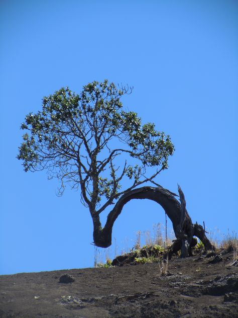 Trees That Look Like People, Trees From Below, Bare Lone Tree, Tree With Strong Roots, Lone Tree Photography, Weird Trees, Nature Landscape, Twisted Tree, Lone Tree