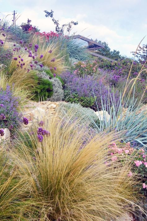 How To Create A Wildflower Garden Meadow | Better Homes and Gardens Wild Grasses Landscaping, Front Garden Flowers, Planting Against House, Wild Flowers In Garden, Small Meadow Garden, Wild Flowers Landscaping, Australian Wildflower Garden, Poppy Garden Ideas, Winter Garden Plants