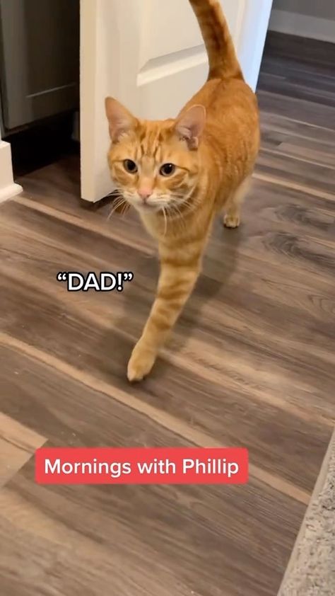 Phillip The Cat | Never again 🥺🧡 . . . . . #catdad #orangecat #catsofinstagram #cats_of_instagram #catlover #catlovers #catstagram #catslover #catsofig… | Instagram Cat Videos Funny, Cat Fountain, Rare Cats, Cute Animals Puppies, Special Pictures, Orange Cats, Animal Photos, Cat Behavior