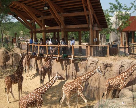 Giraffe Habitat, Zoo Exhibit, Zoo Map, Zoo Giraffe, Planet Zoo Inspiration, Dallas Zoo, Animal Enrichment, Zoo Inspiration, Zoo Project