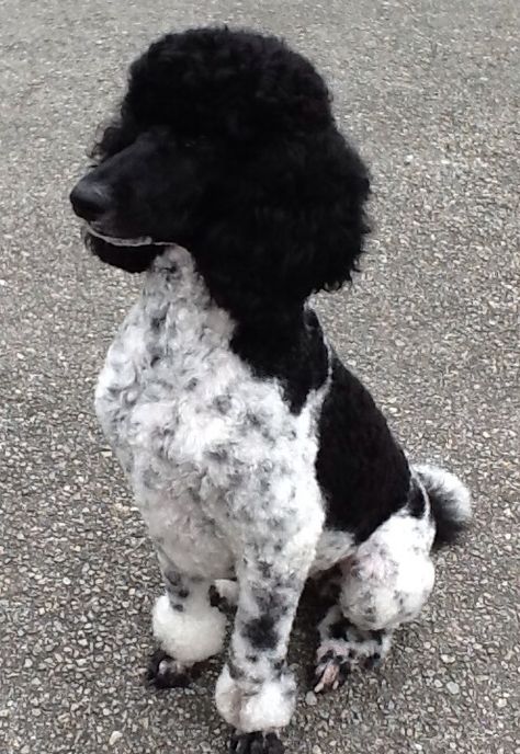 Grace 4/22/15 Poodle Costume, Black Standard Poodle, Parti Poodle, Poodle Puppy Standard, Poodle Cuts, Pretty Poodles, Poodle Grooming, Standard Poodles, Fluffy Dogs