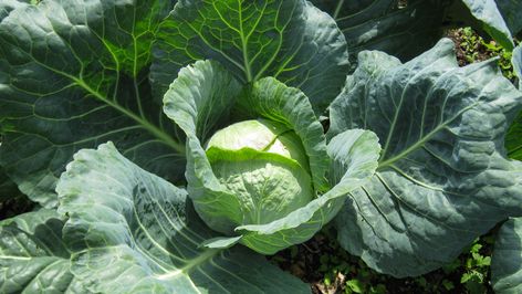 As the blogger behind Where are the Chickens explains, cabbage leaves are definitely edible, even if they don't look like the cabbage you know and love. Homemade Slaw, Gluten Free Fudge, Cabbage Wraps, Making Sauerkraut, Cabbage Plant, Cabbage Head, Flowering Cherry Tree, Flavorful Vegetables, Beet Greens