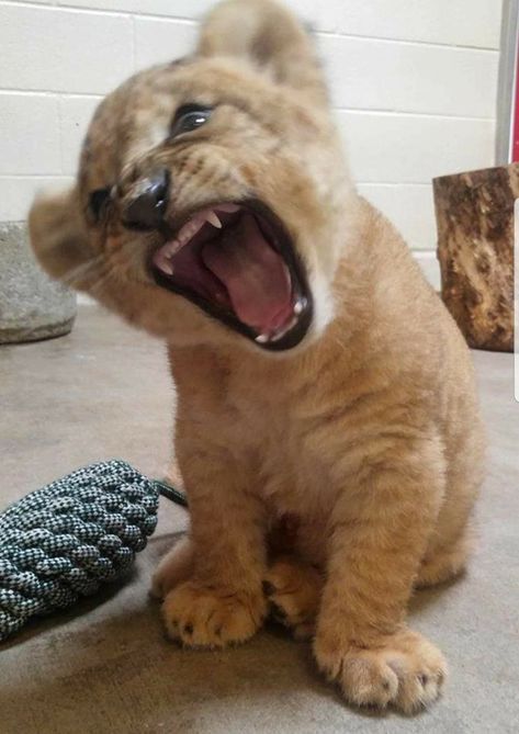 Lion King Remake, Pet Lion, Dallas Zoo, Tattoo Lion, Female Lion, Lions Photos, King Lion, Cute Lion, Lion Cub