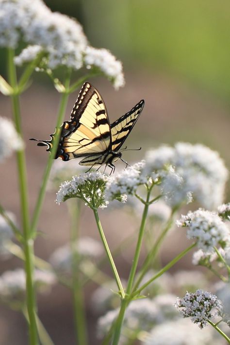 A swallowtail butterfly pollinating valerian Valerian Flower, Healing Garden, Safety Courses, Poisonous Plants, Swallowtail Butterfly, Valerian, Medicinal Herbs, Medicinal Plants, Herbal Medicine