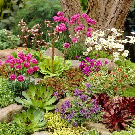 Mixed Rockery Alpine Collection - Colourful Outdoor Potted Perennial Plant Mix (6 Plants): Amazon.co.uk: Garden & Outdoors Rockery Garden, Alpine Garden, Rock Garden Plants, Potted Plants Outdoor, Rock Garden Design, Alpine Plants, Gravel Garden, Rock Garden Landscaping, Hardy Plants