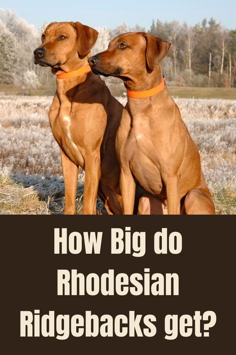 American Kennel Club state in their breed standard that a Rhodesian Ridgeback should weigh in at 85 lbs (38kg) for a male, and 70 lbs (32kg) for a female. Height wise females should be 24 to 26 inches and males slightly taller at 25 to 27 inches. Cowboy Equipment, Dog Infographic, Ridgeback Dog, Rhodesian Ridgeback Dog, Lion Dog, Dog Ages, Irish Wolfhound, Dog Info, Rhodesian Ridgeback