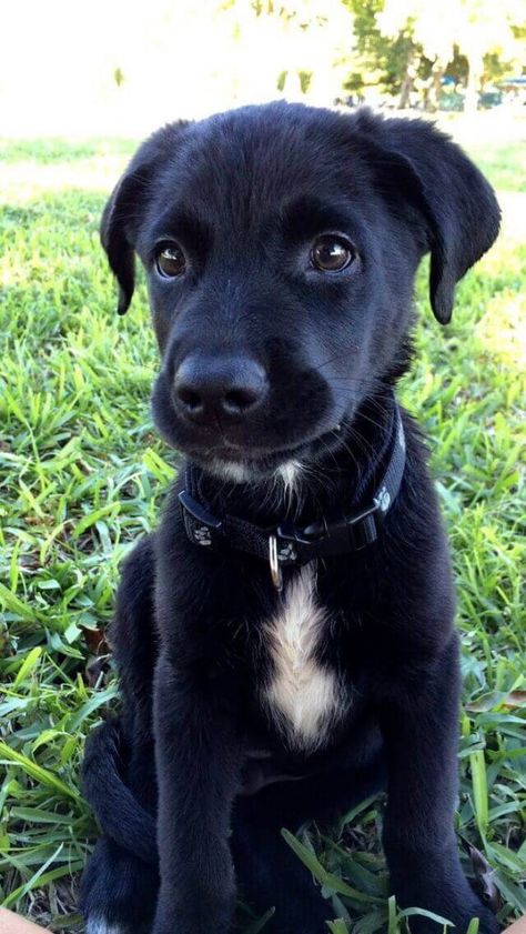 aussiedor black puppy Australian Shepherd Lab Mix, Black Dogs Breeds, Labrador Yellow, Lab Mix Puppies, Designer Dogs Breeds, Top Dog Breeds, Black Puppy, Dogs Breeds, Lab Puppy