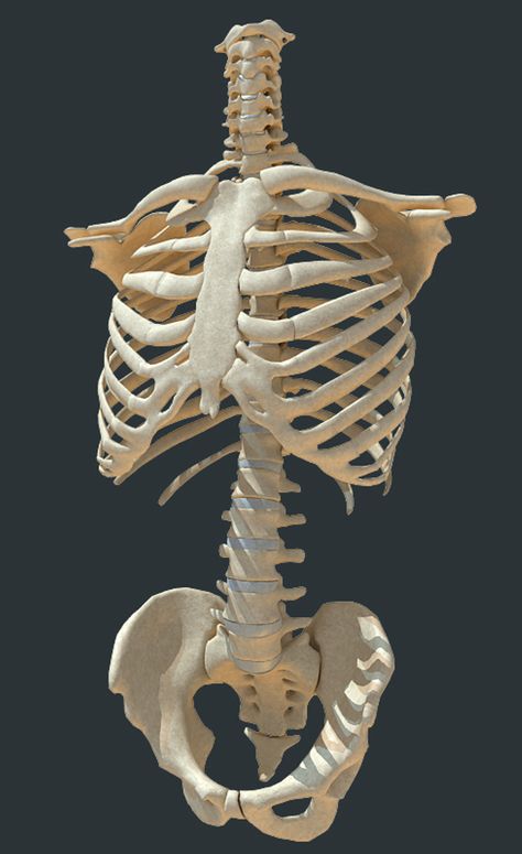 Human Torso Skeleton, Back Skeleton Anatomy, Skull And Ribcage Tattoo, Skeleton Torso Reference, Human Skeleton Art Reference, Torso Bones Anatomy, Human Anatomy Bones Study, Bone Reference Human Anatomy, Ribs Body Reference