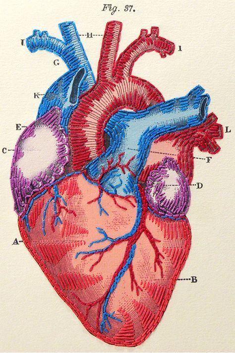 Anatomical Heart Drawing, Heart Anatomical, Anatomical Heart Art, The Human Heart, Heart Anatomy, Wall Art Illustration, Embroidery Hearts, Sun Illustration, Heart Illustration