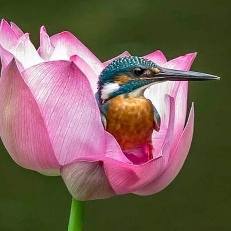 Hummingbirds Photography, Lotus Flower Pictures, Hummingbird Pictures, Lotus Flower Art, Kingfisher Bird, Most Beautiful Birds, Trending Pins, Flower Bird, Animals Art