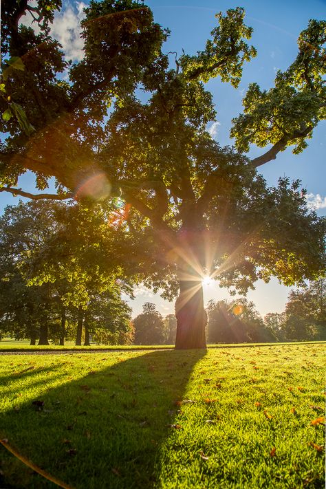 Bonito, Nature, Beautiful Tree Drawing, Sunshine Weather, Sun Background, Find Aesthetic, Sun Aesthetic, Beach Sunset Wallpaper, Sun Photo