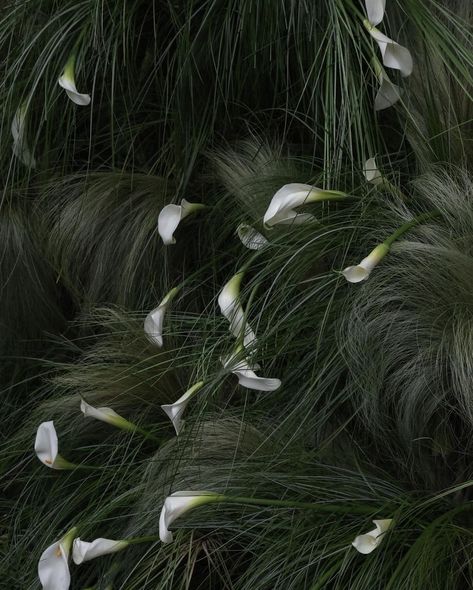 THE WED | Timeless elegance with calla lilies—pure, graceful, and perfect for your special day. Every detail, from the ceremony to the reception, is… | Instagram Cala Lilly, Black Calla Lily, Aesthetic Shots, Wedding Chuppah, Calla Lily Flower, Engagement Decor, Calla Lily Wedding, Reception Tablescapes, Flower Installation