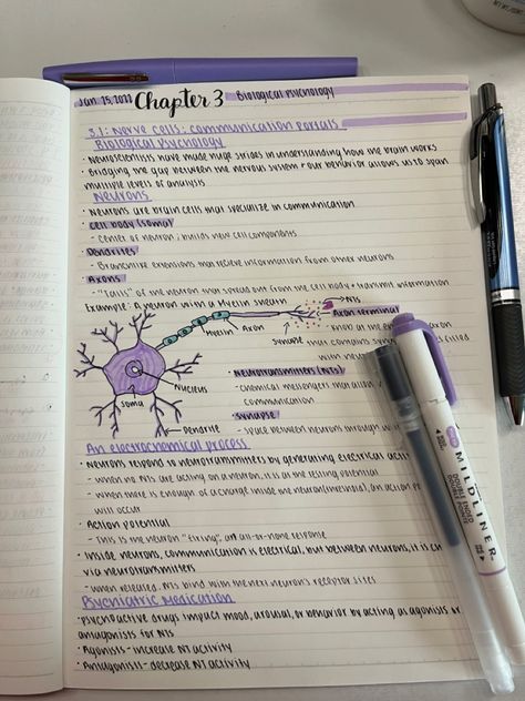 Neuron Notes Aesthetic, Study Guide Aesthetic, Notes For Biology, Notes Inspo, Psychology Notes, Nursing School Motivation, School Study Ideas, Nurse Study Notes, Notes Aesthetic