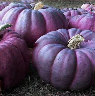 Purple pumpkins - these are stunning Purple Pumpkin, Fabulous Fall, All Things Purple, Happy Fall Y'all, Plum Purple, Purple Rain, Samhain, On The Ground, Fall Harvest