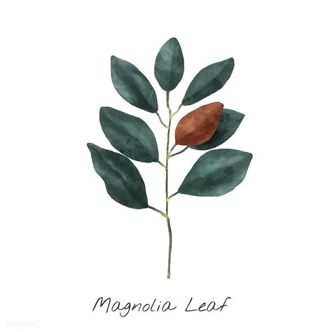 Illustration of Magnolia leaf isolated on white background. Plants Watercolor, Wall Paper Iphone, Paper Iphone, Magnolia Leaf, Freesia Flowers, Trendy Plants, Flowers Illustration, Free Vector Illustration, Magnolia Leaves