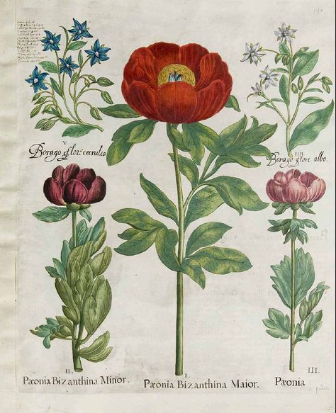 Antique botanical illustration Types Of Peonies, Planting Peonies, Illustration Botanique, Vintage Botanical Prints, Scientific Illustration, 자수 디자인, Kew Gardens, Botanical Drawings, Botanical Flowers