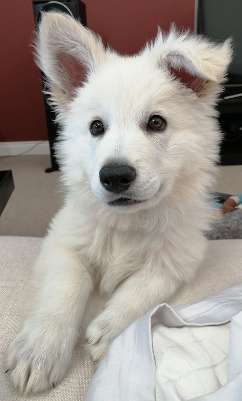 Bolt Disney, White Fluffy Dog, Calming Aesthetic, White Husky, Small Puppy, White Puppy, White German Shepherd, White Puppies, Really Cute Dogs