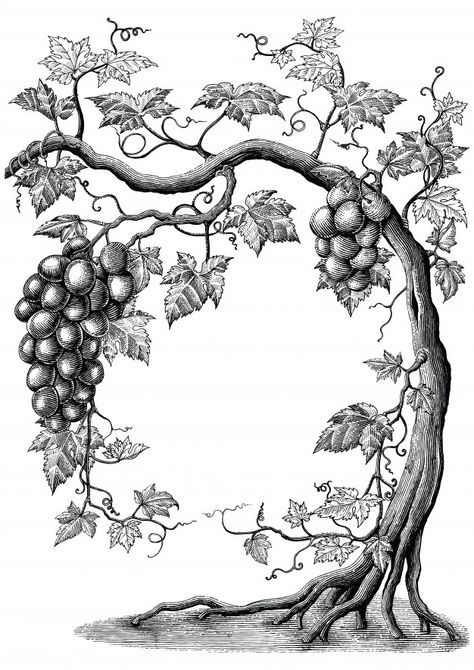 Grape Vines Drawing, Grape Drawing, Wine Tree, Vine Drawing, Grape Tree, Vine And Branches, Drawing Vintage, Engraving Illustration, Leaf Drawing