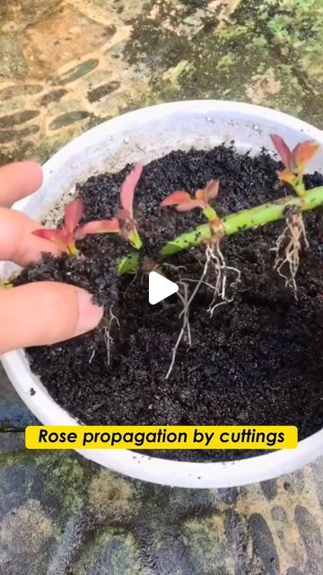 Seed to Flower on Instagram: "Rooting rose cuttings made easy! 🌹✨ Check out how simple it is to propagate roses with these tips.  #flower #gardenlove #gardenlife #plantlover #plantlife #rose #gardeningtips#garden #tips #flowers #plants #gardening #roses" Rooting Roses From Cuttings, Roses Planting Tips, Rose Plants Gardening, Rose Care Tips Gardening, How To Propagate Desert Rose Plant, Easy Propagating Plants, Rose Cuttings Rooting, Propagating Roses From Cuttings, How To Propagate Roses From Cuttings