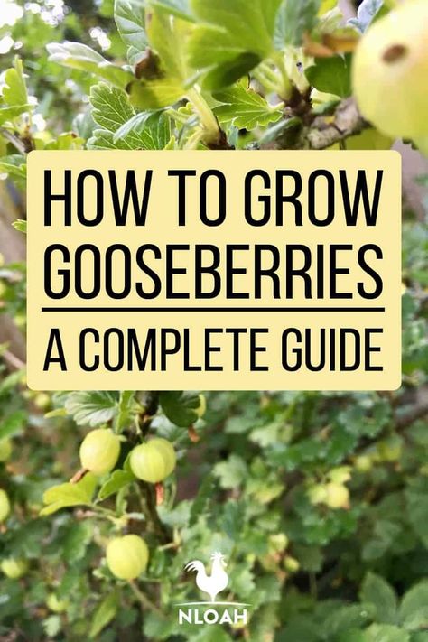 Everything you need to know about growing gooseberries: varieties, how to plant and care for them, harvesting, preservation, and more. #gardening #gooseberries Goose Berry Plant, Goose Berries, Agricultural Anarchy, Maine Gardens, How To Grow Gooseberries, Gothic Gardens, Goose Berry, Gooseberry Plant, Gooseberry Recipes