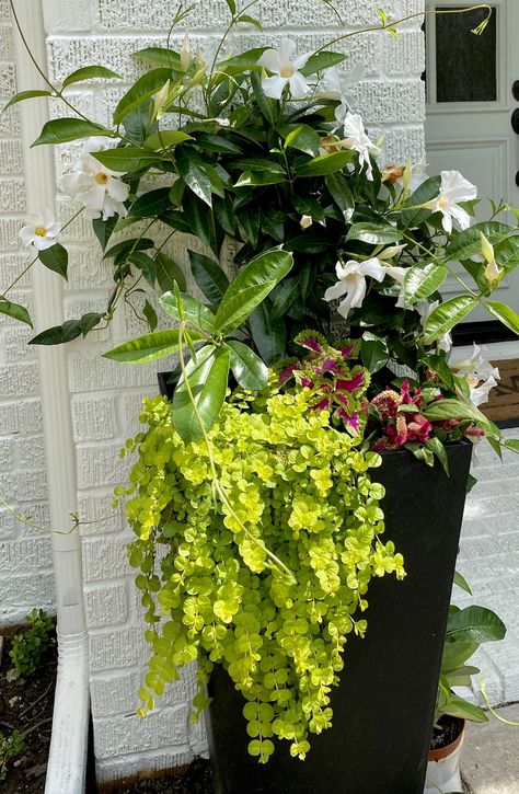 Easy Porch Planters - Design Morsels Pots Front Door, Planters For Shade, Front Porch Planter, Tall Planters Front Door, Plants For Planters, Porch Planter Ideas, Front Door Landscaping, Tall Potted Plants, Front Door Garden