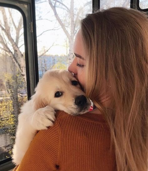 14 Things Only Golden Retriever Owners Will Understand | Page 2 of 5 | PetPress Golden Retriever Accessories, Golden Retriever Girl, Golden Retriever Baby, Golden Retriever Owner, Puppy Photography, Sarah Cameron, Photos With Dog, Golden Puppy, Dog Photoshoot