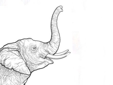 Jumbo Drawing, Elephant Face Drawing, Elephant Head Drawing, Elephant Line Drawing, Pencil Sketches Of Faces, Elephant Jungle, Elephant Outline, Elephant Sketch, Independence Day Drawing