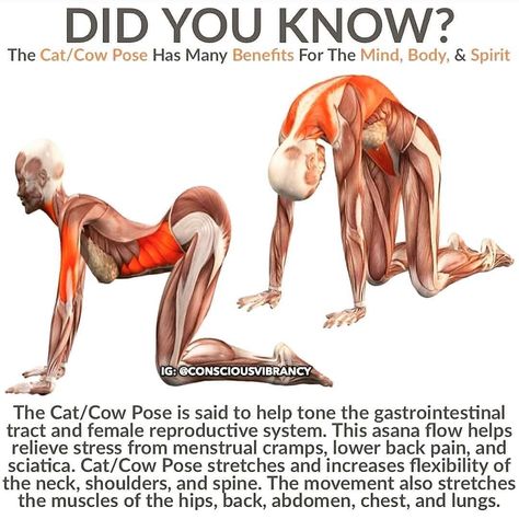 Health🥑| Fitness 💁‍♀️| Tips💥 on Instagram: “Drop ❤ if you want more posts like this.💚 Follow our new page 👉 @healthyfood.facts or daily healthy food facts. 🥒🍍 🍃 Cat/Cow Pose…” Cat Cow Pose, Cat Cow, Yoga Facts, Cow Pose, Yoga Anatomy, Bodybuilding Workout, Easy Yoga Workouts, Cat Pose, Health Coaching