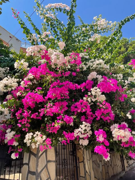 Bogenvilla Plant Aesthetic, Boganvillia Aesthetic, Bougenville Flowers, Nature Aesthetic Flower, Nature Aesthetic Pictures, Aesthetic Nature Photography, Backyard Trees, Flower Background Images, Sky Photography Nature