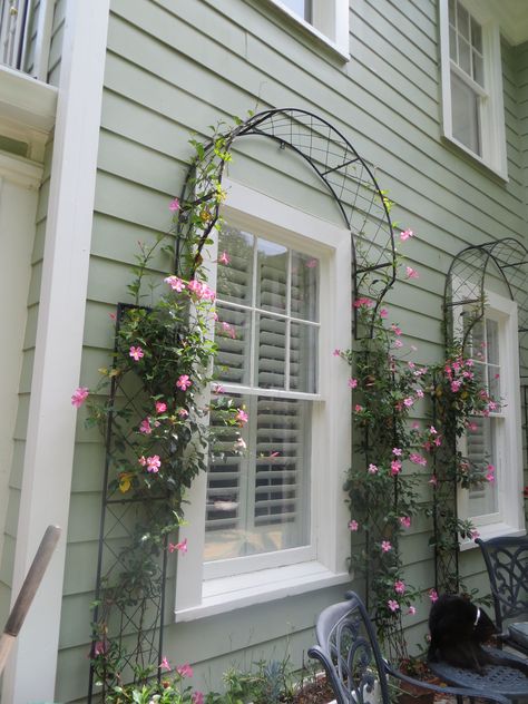 Upgrade Your  Climbing Garden Rose | Home Decor
rose garden ideas,rose gardening ideas,roses garden ideas,rose gardens ideas
garden,rose,rose garden wedding,cottage garden,roses garden landscape
rose garden landscape,rose gardens landscape,flower garden,dream garden,secret garden
english cottage garden,rose flower,rose garden,roses  garden,climbing rose,beauty garden Trellis Around Window, Wire Trellis Diy, Window Trellis, Window Trellises, Trellis Diy, Gardening Design Diy, Metal Garden Fencing, Building A Trellis, Wire Trellis