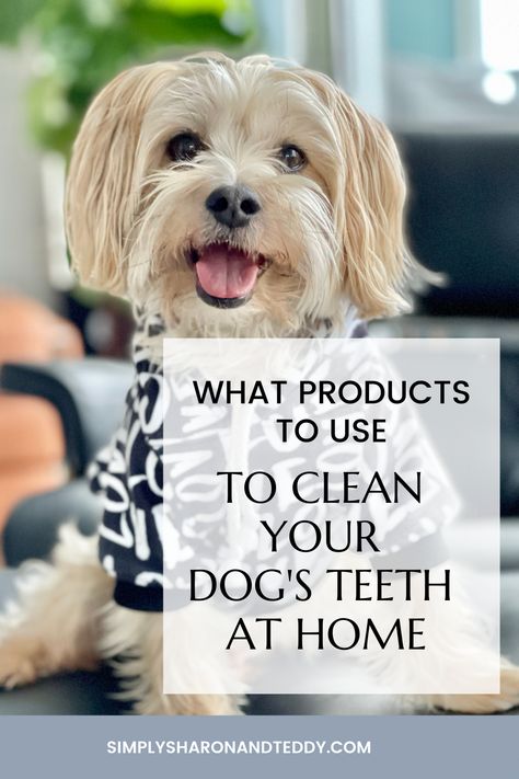 How To Brush Your Dogs Teeth, Clean Dogs Teeth, Dog Teeth Care, Dog Dental Hygiene, Dog Dental Cleaning, Brushing Dogs Teeth, Veterinary Nurse, Dog Dental Treats, Dog Dental Health