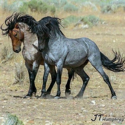 Blue Roan Horse, Mustang Horse, Blue Roan, Andalusian Horse, Two Horses, Wild Mustangs, Most Beautiful Horses, Majestic Horse, Pretty Animals