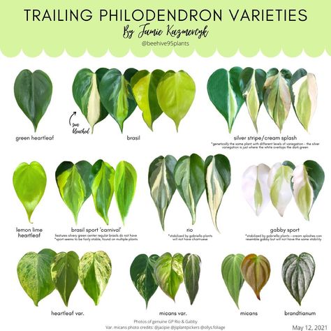 Plant Leaf Identification, Leaf Identification, Philodendron Plant, Inside Plants, Plant Tags, Plant Identification, Room With Plants, Plant Mom, Exotic Plants