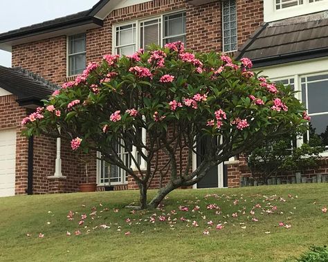 GardensOnline: Plumeria rubra Plumeria Pudica, Plumeria Tree, Sacred Garden, Fire Pit Landscaping, Small Front Yard Landscaping, Small Front Yard, Tree Garden, Plant Decor Indoor, Garden Pictures