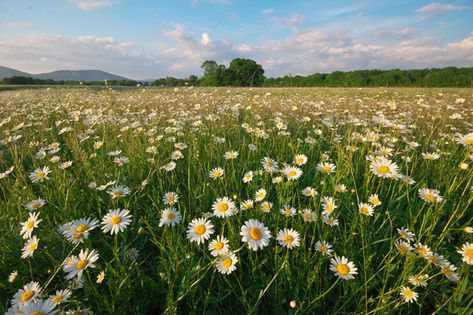 Aesthetic Nature Wallpaper Landscape, Flower Aesthetic Landscape, Flower Landscape Aesthetic, Flowers Landscape Photography, Ipad Wallpaper Aesthetic Horizontal Spring, Spring Medium Widget, Spring Background Wallpapers Desktop, Spring Widgets Aesthetic, Spring Desktop Background