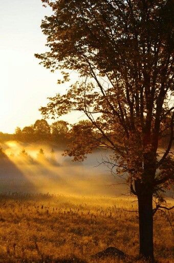 Beautiful sunrays Autumn Morning, Autumn Beauty, Favorite Season, Fall Photos, Autumn Day, Sunrise Sunset, Beautiful World, Beautiful Pictures, Autumn Leaves