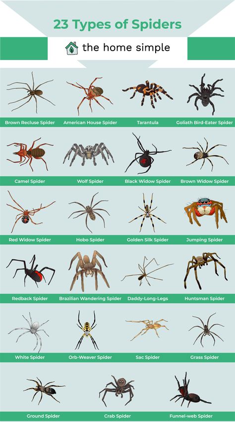 23 Types of Spiders Found in the Garden or Home - The Home Simple Spider Identification Chart, Crawling Animals, Fear Of Spiders, Spider Identification, Hobo Spider, Multiple Eyes, Dangerous Spiders, Spider Fact, Funnel Web Spider