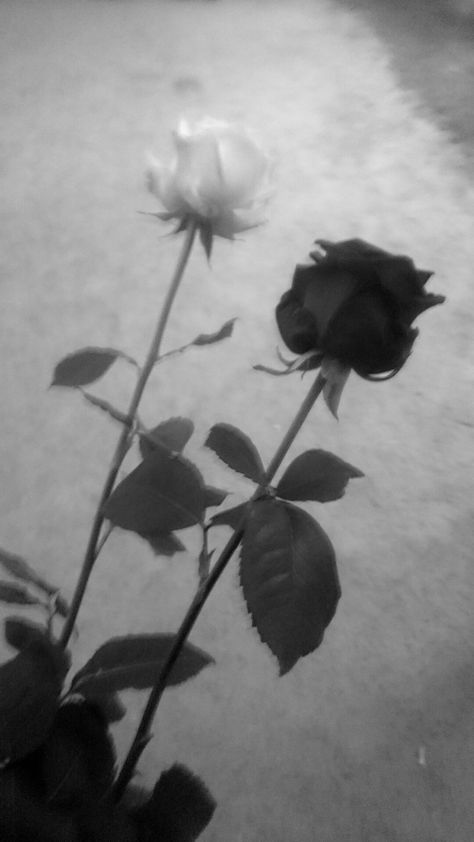 White Princess Aesthetic, Black N White Wallpaper, Black And White Roses, Rosé Black And White, Aesthetic Roses, Rosé Aesthetic, Black And White Sketches, Mood Wallpaper, Black And White Wallpaper