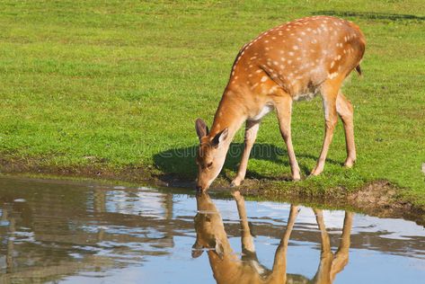 Deer drinking water. Female deer drinking water from the pond on sunny day , #AFF, #water, #Female, #Deer, #drinking, #sunny #ad Deer Drinking Water, Giraffe Drinking Water, Water Sketch, Female Deer, Deer Drawing, Pond Painting, From The Pond, Deer Photos, Water Images