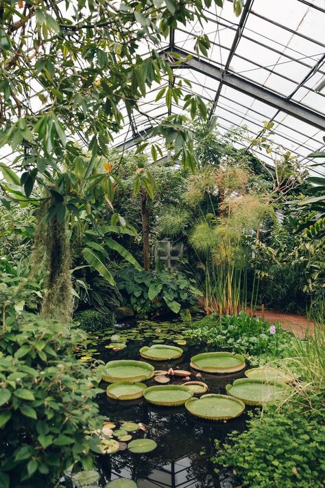 Dundee University Botanic Garden - from the Haarkon Greenhouse Tour. Dundee, Water Lilies, Modern Garden Landscaping, Lots Of Plants, Plant Aesthetic, Greenhouse Gardening, Botanic Garden, Landscape Projects, Nature Aesthetic