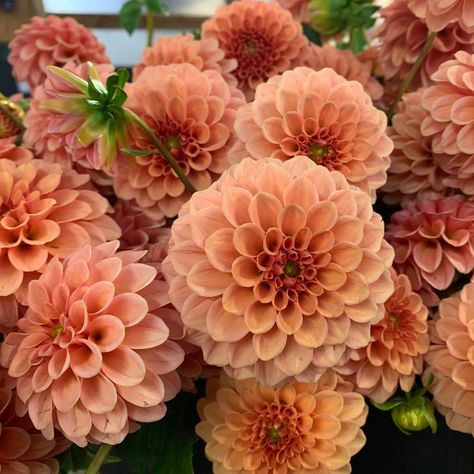 Steve Adams, Dahlias Wedding, Dahlia Bouquet, Dahlias Garden, Garden Diary, Soft Orange, Cut Flower Garden, Fall Wedding Flowers, Brown Flowers