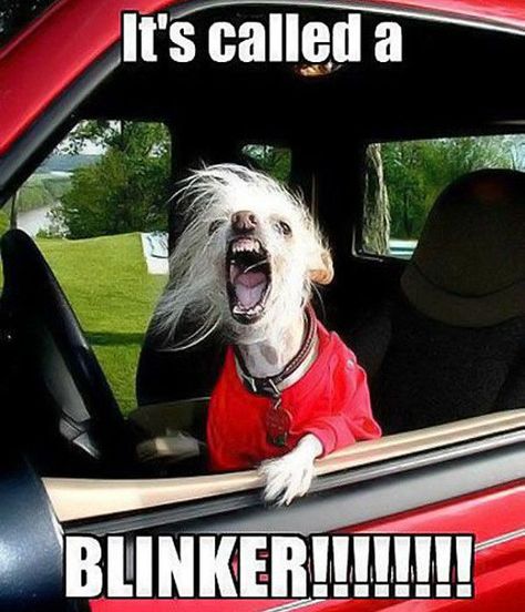 https://flic.kr/p/qyNp4N | Animals with road rage | mbinge.co/1qfPsut Road Rage Humor, Funny Driving Quotes, Driving Humor, Driving Quotes, Selfie Fail, Road Rage, Dog Memes, Animal Memes, Funny Photos