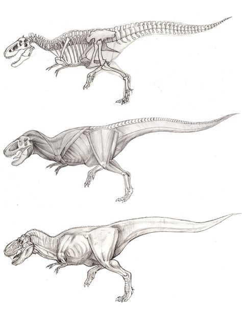 T Rex Sketch, Dinosaur Anatomy, Animal Sketches, T Rex, Action Figure, Anatomy, Action Figures, Sketch, Humanoid Sketch