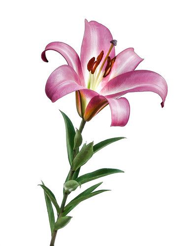 Stargazer Drawing, Lily Illustration Flower, Lily Flower Illustration, Lily Flower Drawing, Lilly Tattoo Design, Lily Illustration, Lily Drawing, Orchid Drawing, Lilies Drawing