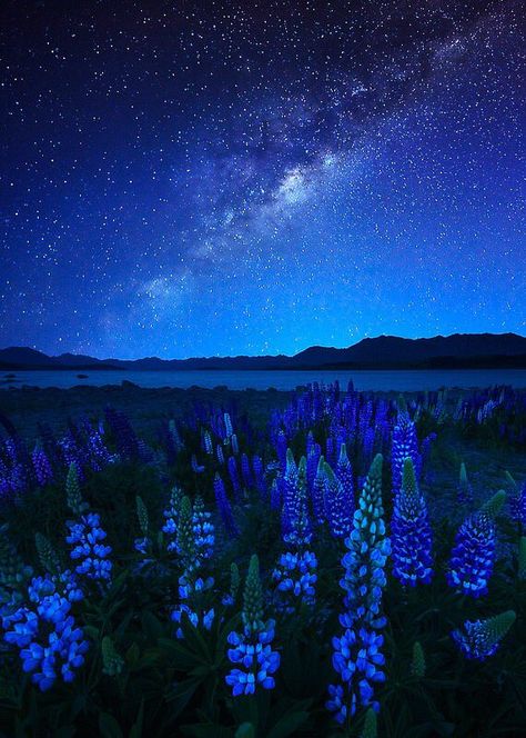 ࿐❥Teresɑ L ࿐❥ on Twitter: "Good night 💙➰💙… " Lake Tekapo New Zealand, Tekapo New Zealand, Cer Nocturn, The Night Sky, Pretty Places, Beautiful World, Night Sky, Night Skies, Beautiful Landscapes