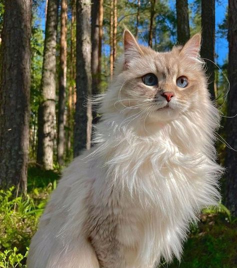 Cats With Interesting Markings, German Rex Cat, Unique Looking Cats, Calico Ragdoll Cat, Fluffy Cat Aesthetic, Blond Cat, Highlander Cat, Animals In Love, Long Haired Cat